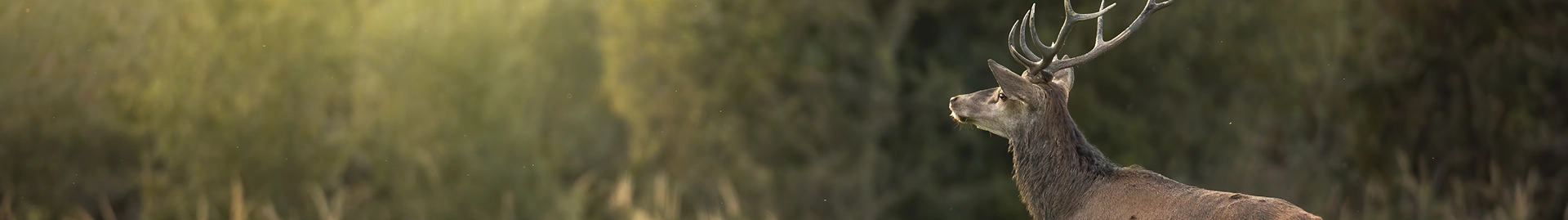 New_single-ban.png